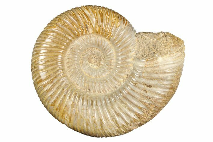 Polished Jurassic Ammonite (Perisphinctes) - Madagascar #256016